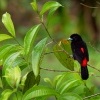 Tangara zpevna - Ramphocelus passerinii - Scarlet-rumped Tanager o5293